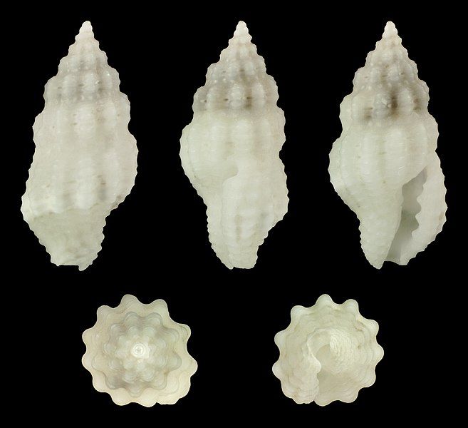 File:Hemilienardia apiculata 01.jpg