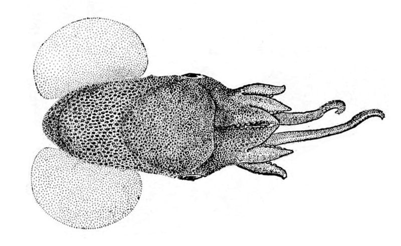 File:Heteroteuthis hawaiiensis.jpg