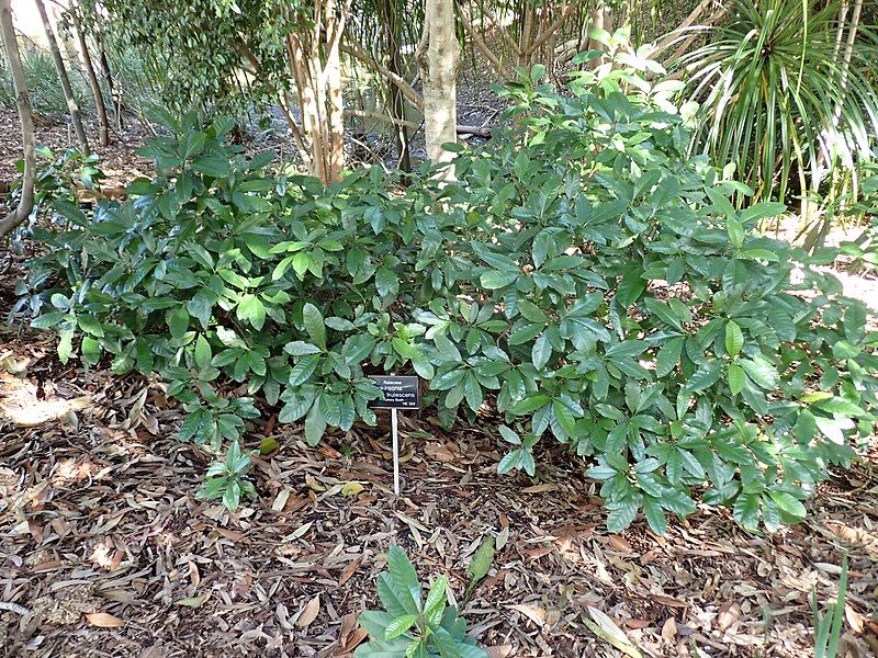 File:Hodgkinsonia frutescens habit.jpg