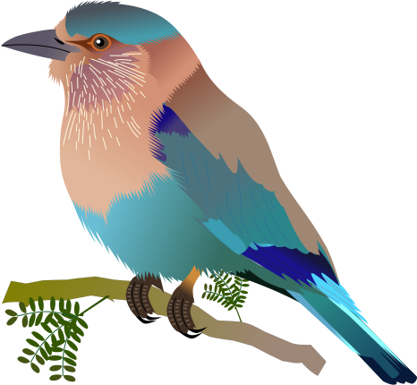 File:Indian Roller.svg