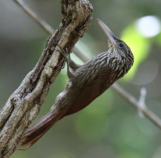 File:Ivory-Billed Woodcreeper.jpg