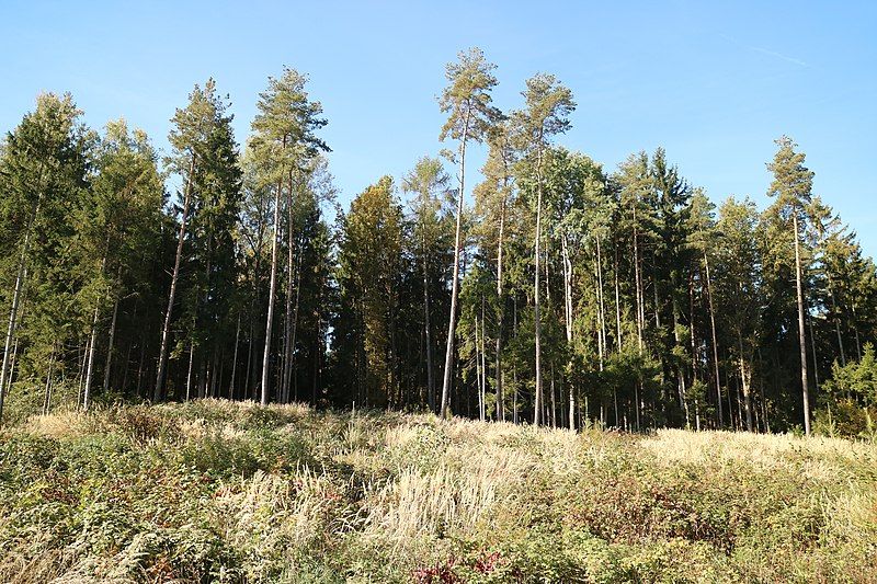 File:Kaiserwald Pirka 02.jpg