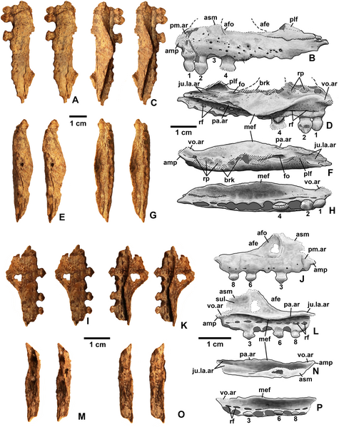 File:Kwanasaurus maxillae 1.png