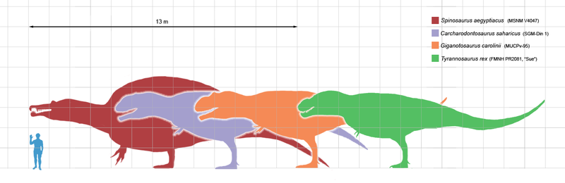 File:Largesttheropods.png