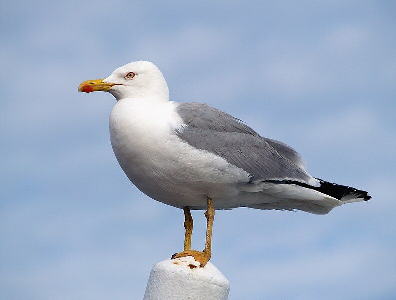 File:Larus michahellis LC0046.jpg