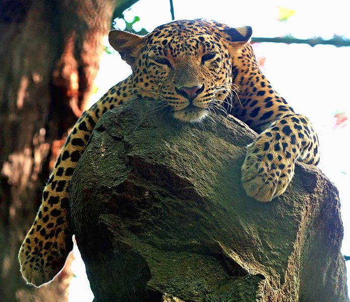 File:Leopard.jpg