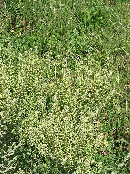 File:Lepidium campestre001.jpg