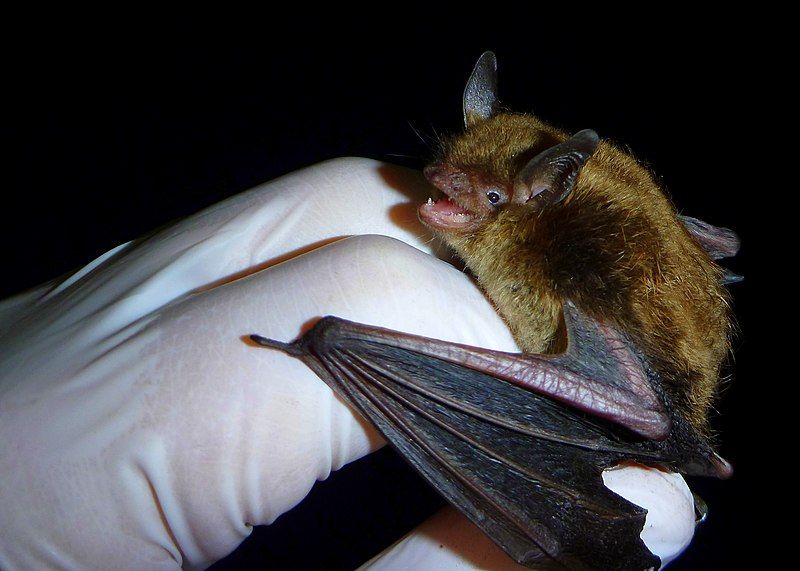 File:Little Brown Myotis.JPG