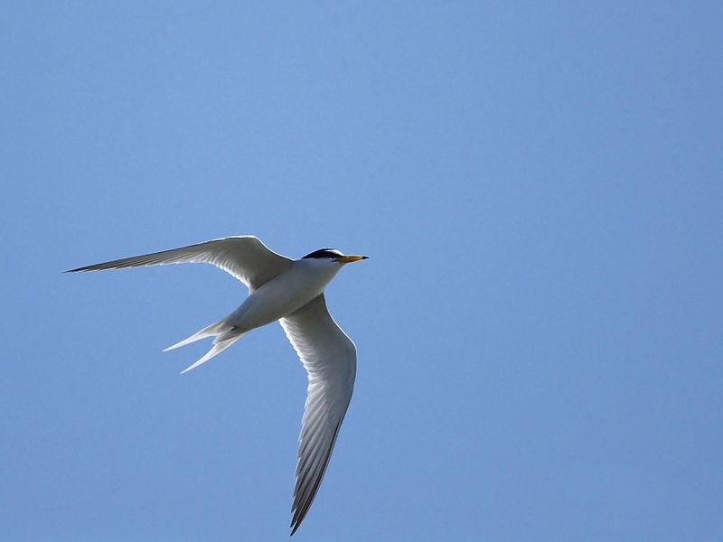 File:Little Tern 6820.jpg