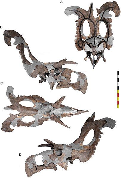 File:Lokiceratops (mounted skull).jpg