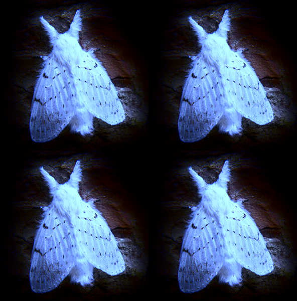 File:Luminous Moths.png