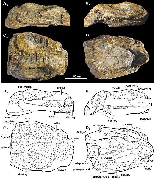 File:Lusonectes.jpg