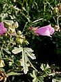 Malva alcea close-up