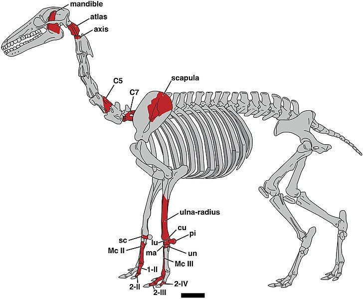 File:Micrauchenia skeletal reconstruction.jpg