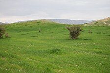 The nature of the plains around Kazerun