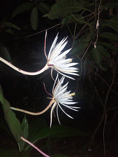 File:Night blooming flowers.jpg