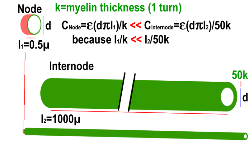 File:Node internode cap.png