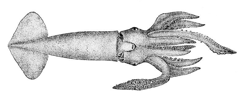 File:Nototodarus hawaiiensis.jpg