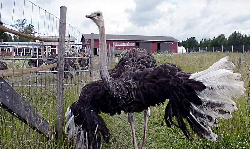 File:Nurmijärvi ostrich farm.jpg