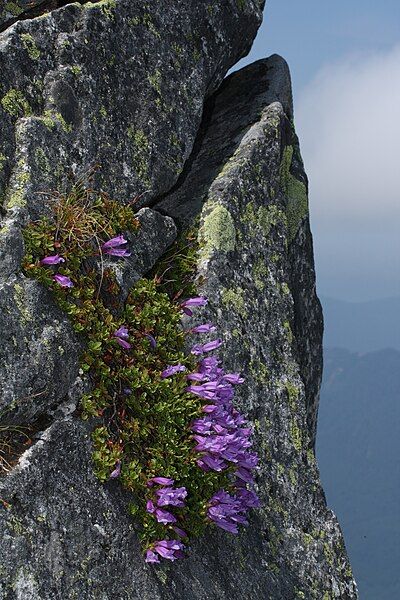 File:Penstemon davidsonii 9224.JPG