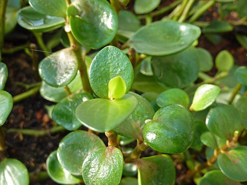 File:Peperomia tuisana.jpg