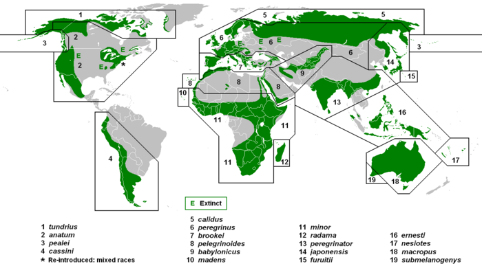 A map of the world, green shows on several continents, but there are also several big bare spots marked with E for extinct