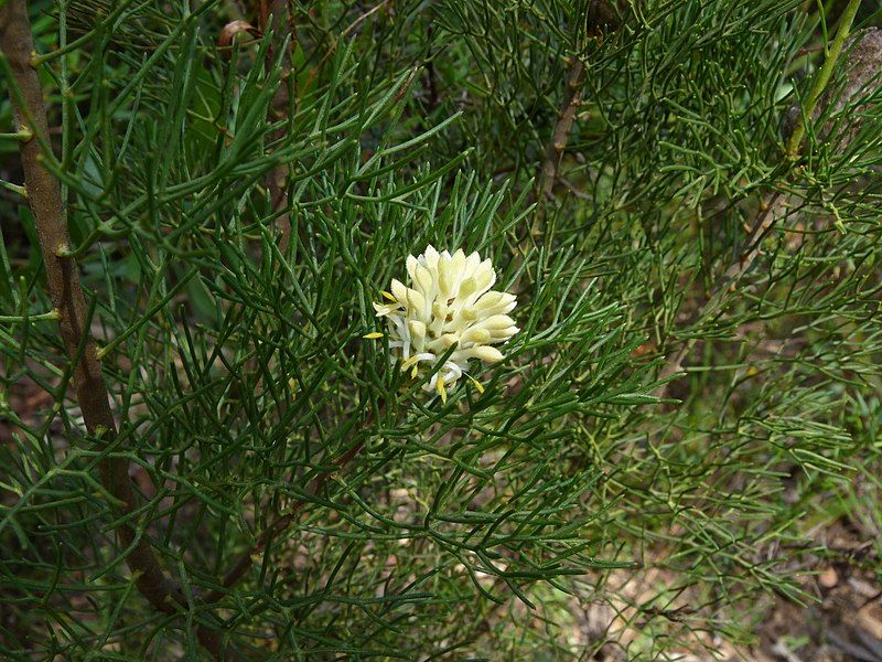 File:Petrophile pulchella 2.jpg