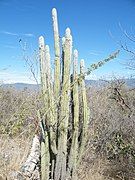 Pilosocereus quadricentralis