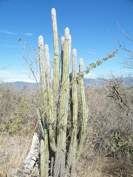 File:Pilosocereus quadricentralis.jpg