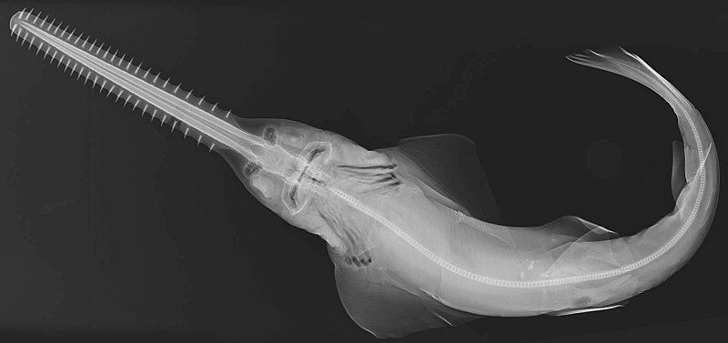 File:Pristis pectinata X-ray.jpg