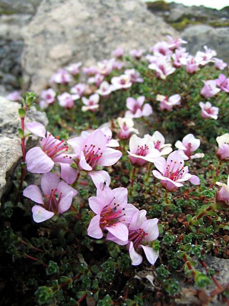 File:Purpsaxifrage2.jpg