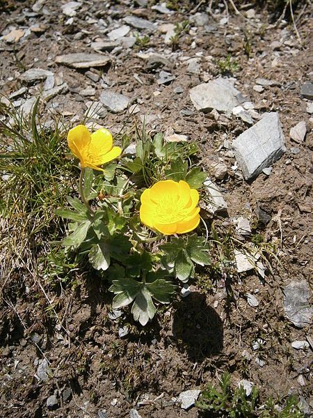 File:Ranunculus montanus03.jpg