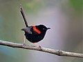 adult male red-backed fairywren