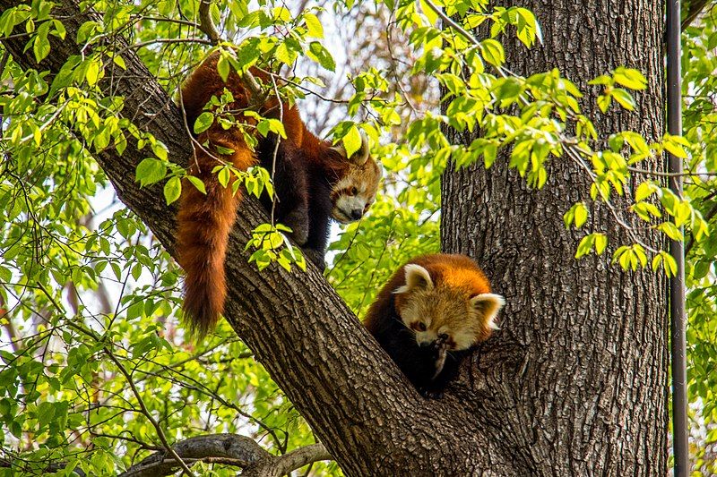 File:Red panda 30966214626.jpg