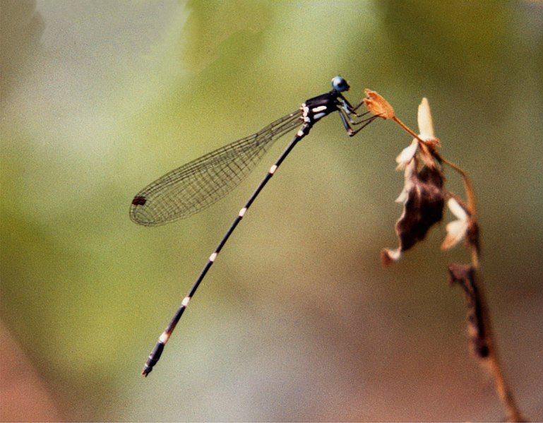 File:Risiocnemis seidenschwarzi.jpg