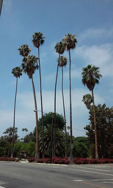 File:Roosevelt Palm.jpg