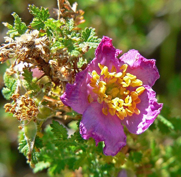 File:Rosa minutifolia 4.jpg