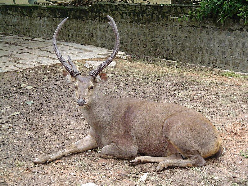 File:Sambar deer.JPG