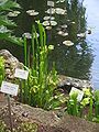 Sarracenia flava 'Gigantea'