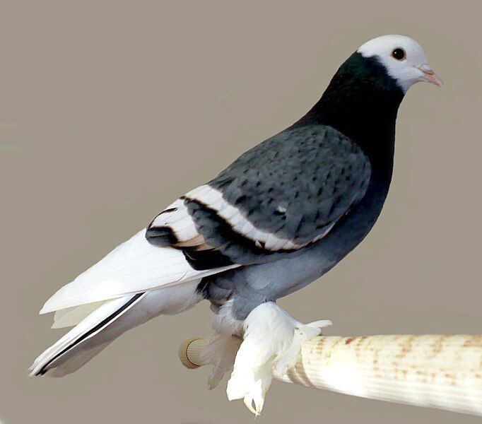 File:Saxon monk(blue-laced barred).jpg