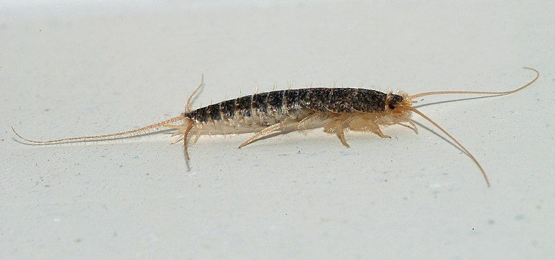 File:Silverfish 2007-2.jpg