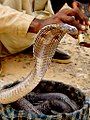 Image 37The Indian cobra is the most common subject of snake charmings. (from Snake)