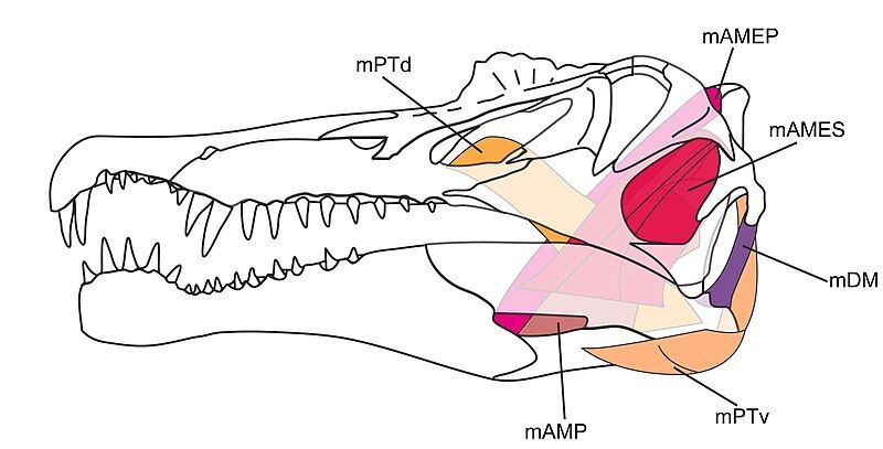 File:Spinosaurus muscles.jpg