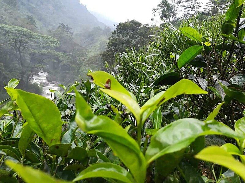 File:Srilankan Tea plant.jpg