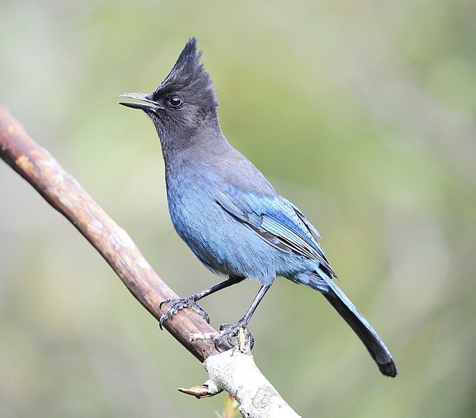 File:Steller's Jay DSC6012.jpg