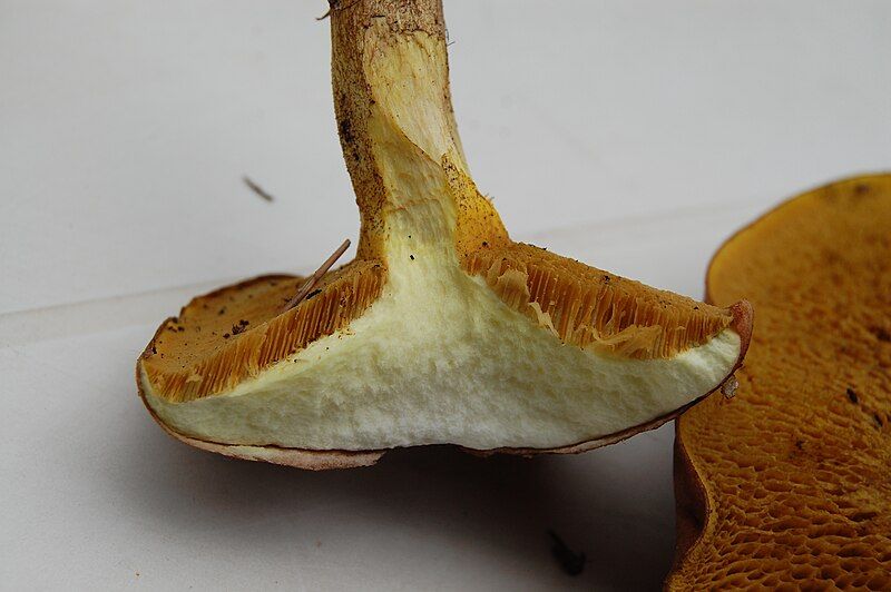 File:Suillus collinitus004.JPG