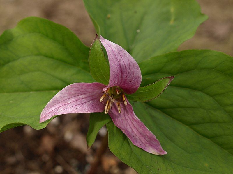 File:Trillium mature flower.jpg