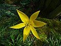 Tulipa sylvestris flower