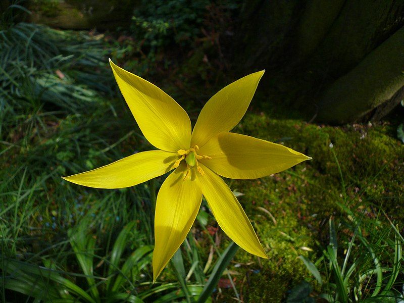 File:Tulipa sylvestris (flower).jpg