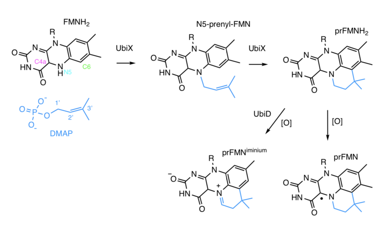 File:UbiX Mechanism 3.png